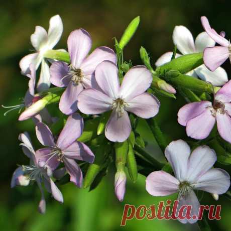 Лекарственное растение Мыльнянка (Saponaria officinalis). Многолетнее, чаще неразветвленное растение с корневищем толщиной с палец. Стебель прямостоячий, с мягким опушением; образует отпрыски, Высота растения 30-70 см. Листья супротивные, удлиненно-ланцетные до эллиптических, с тремя жилками, заостренные, по краям шероховатые, длиной 5-10 см. Крупные цветки собраны в плотные верхушечные пучки. Лепестки белые до бледно-розовых, слабо выемчатые, с двумя зубчиками у зева. Цветки со слабым запахом.
