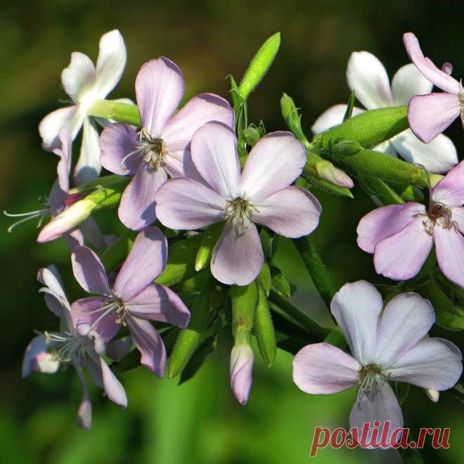 Лекарственное растение Мыльнянка (Saponaria officinalis). Многолетнее, чаще неразветвленное растение с корневищем толщиной с палец. Стебель прямостоячий, с мягким опушением; образует отпрыски, Высота растения 30-70 см. Листья супротивные, удлиненно-ланцетные до эллиптических, с тремя жилками, заостренные, по краям шероховатые, длиной 5-10 см. Крупные цветки собраны в плотные верхушечные пучки. Лепестки белые до бледно-розовых, слабо выемчатые, с двумя зубчиками у зева. Цветки со слабым запахом.