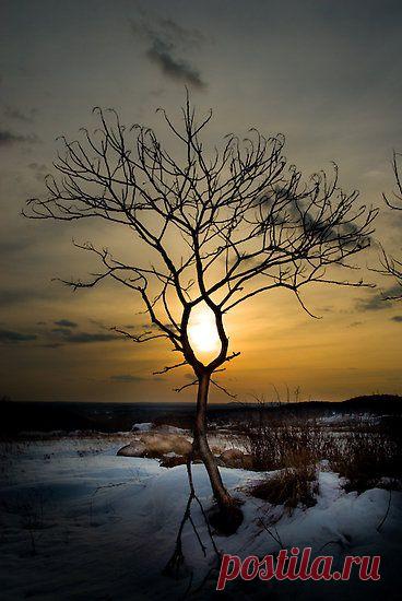 ~~The Eye by Erik Lewandowski~~ | Tree & Path