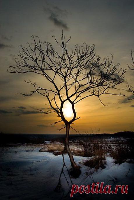 ~~The Eye by Erik Lewandowski~~ | Tree &amp; Path