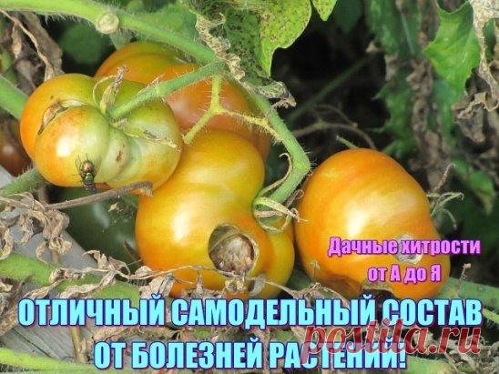 ОТЛИЧНЫЙ САМОДЕЛЬНЫЙ СОСТАВ ОТ БОЛЕЗНЕЙ РАСТЕНИЙ!