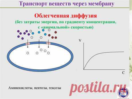 Структура и функции клеточных мембран - презентация онлайн