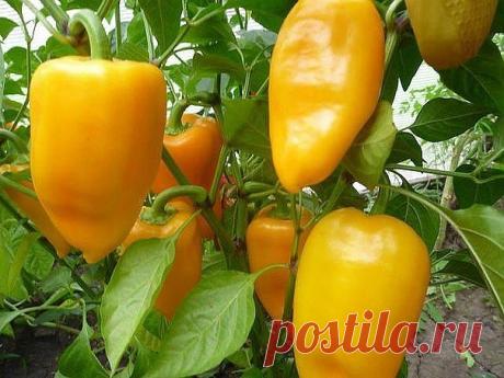 10 СОВЕТОВ ДЛЯ БОЛЬШОГО УРОЖАЯ ПЕРЦЕВ!

Перцы - моя слабость. Итак, вот что нужно делать, чтобы перцы не подкачали и дали огромный урожай.

1. Выращивать перцы нужно только через рассаду и в теплице, только так растения будут крепкие и здоровые.

2. Чтобы рассада развивалась мощной, надо удалять у нее все листья ниже развилки стебля.

3. В возрасте 2 месяцев рассаду нужно пересадить в теплицу. Кустики следует перевалить из стаканчиков вместе с комом земли и обязательно про...