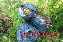 Вьюнок полевой, компост в мешках и рожь как сидерат: Группа Практикум садовода и огородника