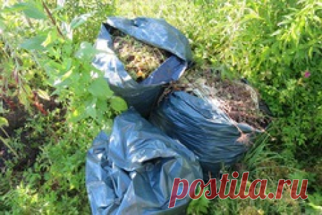 Вьюнок полевой, компост в мешках и рожь как сидерат: Группа Практикум садовода и огородника