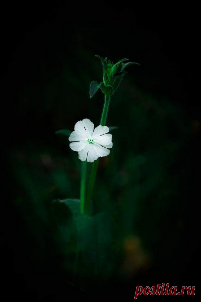Roman Ali - Google+