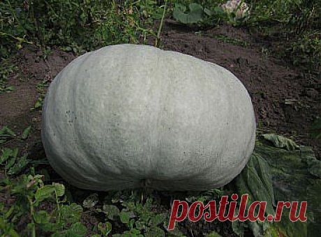 (83) Одноклассники