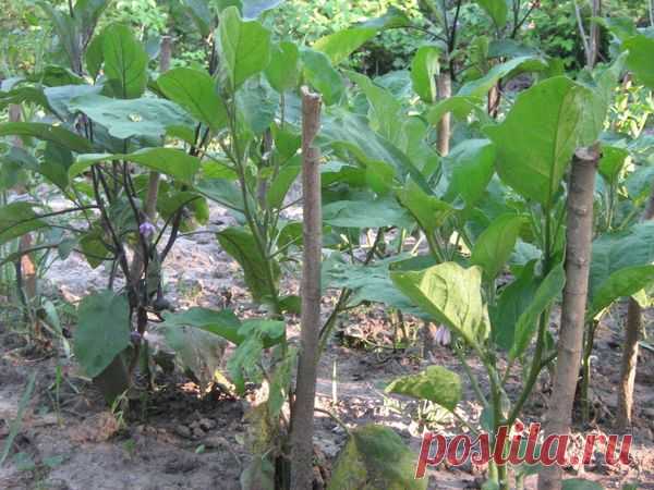 Баклажаны и перцы на даче. / овощи / 7dach.ru