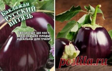 Лучшие сорта баклажанов для теплицы – не капризничают и не горчат | Перец, баклажаны (Огород.ru)