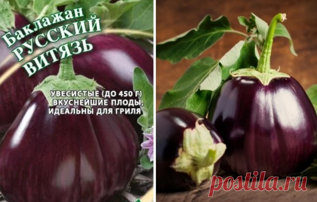 Лучшие сорта баклажанов для теплицы – не капризничают и не горчат | Перец, баклажаны (Огород.ru)