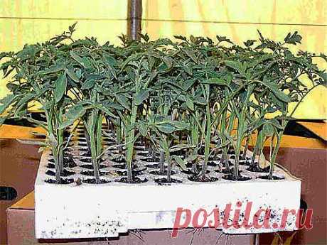 ПРО РАССАДУ - Основой хорошего урожая является крепкая рассада. Несколько лет в центрах природного земледелия проводились эксперименты по выращиванию рассады разными способами. На основании результатов экспериментов мы можем дать садоводам рекомендации — как вырастить здоровую рассаду.