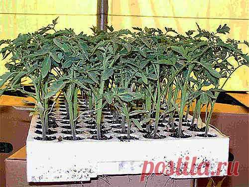 ПРО РАССАДУ  - Основой хорошего урожая является крепкая рассада. Несколько лет в центрах природного земледелия проводились эксперименты по выращиванию рассады разными способами. На основании результатов экспериментов мы можем дать садоводам рекомендации — как вырастить здоровую рассаду.