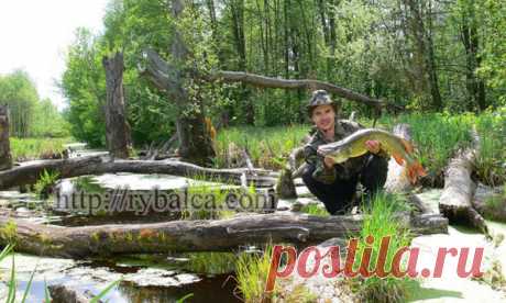 Ловля щуки на блесну. Блесна на щуку: щучьи колебалки и вертушки Ловля щуки на блесну. Блесна на щуку: щучьи колебалки и вертушки автор статьи Александр Кудря Здравствуйте, дорогие читатели "Школы Рыбалки"! Щука – главный объект спиннинговой рыбалки, а ловля щуки на блесну – начальный этап эволюции спиннинговой ловли как таковой. Спиннингисты старшего поколения все без исключения начинали свой рыболовный путь с освоения ловли щуки и окуня на незамысловатые «железки», в осн...