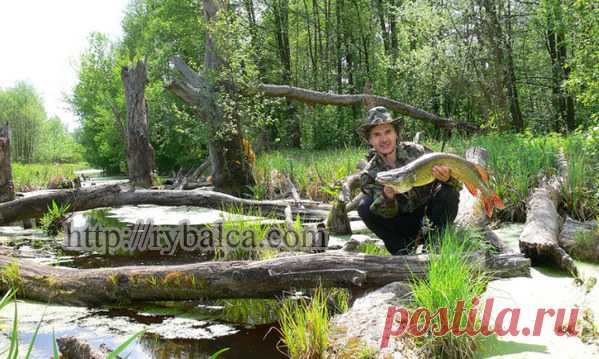 Ловля щуки на блесну. Блесна на щуку: щучьи колебалки и вертушки Ловля щуки на блесну. Блесна на щуку: щучьи колебалки и вертушки автор статьи Александр Кудря Здравствуйте, дорогие читатели 