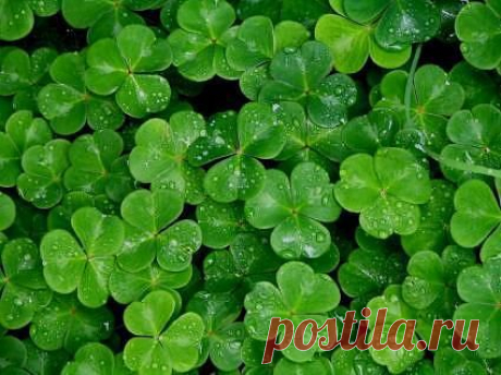 green clover | Green
