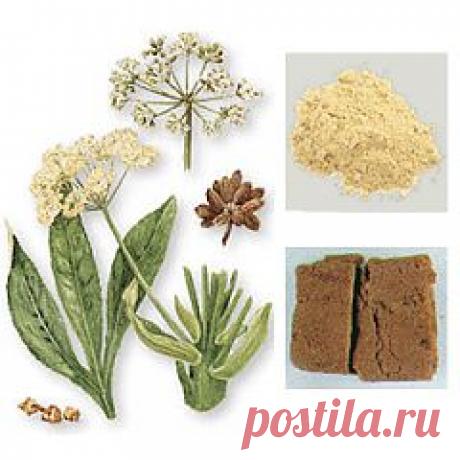 Купить Асафетида молотая, 15% концентрации, 50 грамм по цене 25.00 грн. Аюрведа Veda Life f.hdtlf