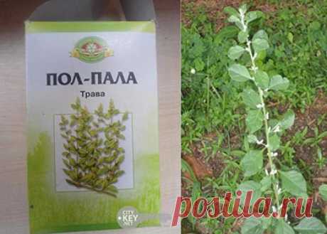 Будьте здоровы! Пол-пола – хирург без скальпеля