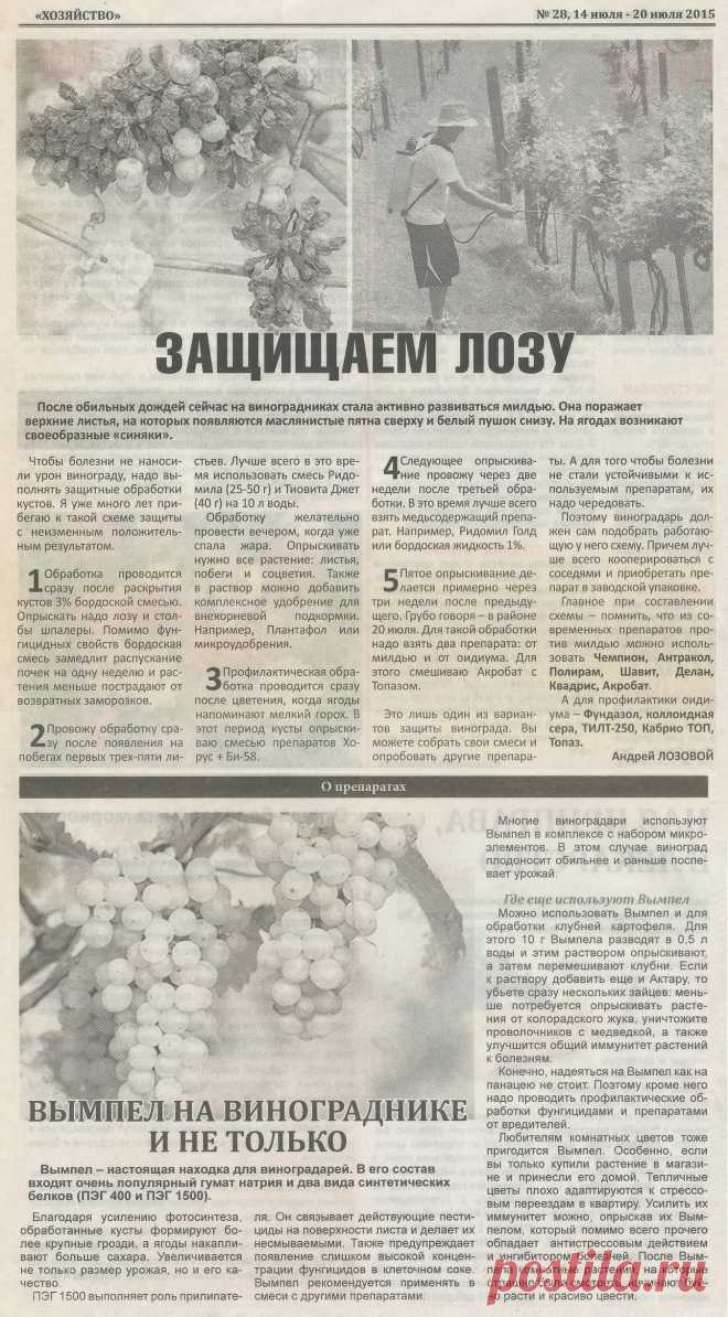 Защищаем лозу