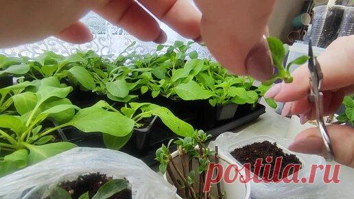 Результат укоренения метельчатой гортензии зелеными черенками.Укореняю Самарскую Лидию .