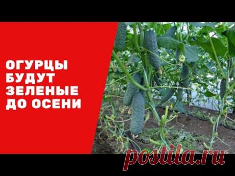Огурцы до осени будут зеленые Собирайте большой урожай