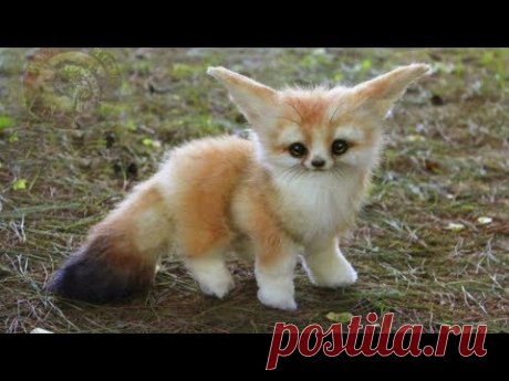 Baby Animals 🔴 Animales Bebés | Animal Planet Videos - YouTube