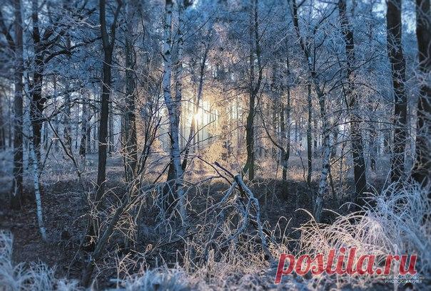 Снежное утро в Московской области. Автор фото – Светлана Сухорукова: nat-geo.ru/photo/user/178091/