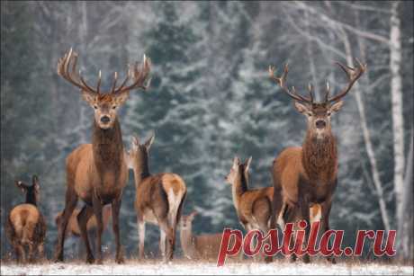 Заказник «Красный Бор», Беларусь. Автор фото: Влад Соколовский.