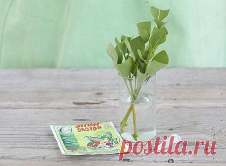 Эпин экстра для рассады: инструкция по применению биостимулятора