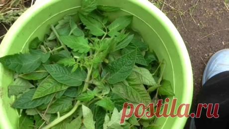 Польза томатной ботвы для огорода  | 6 соток