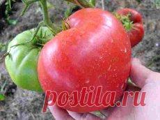 Сорт томатов Воловье Сердце индетерминантный среднеспелый и позднеспелый. В открытом грунте высота стебля достигает 1,2-1,5 м, в теплице он вырастает до 2 м. Требует подвязывания и пасынкования.  К достоинствам «Воловьего сердца» можно отнести высокую урожайность, комплексную устойчивость к болезням, крупноплодность.