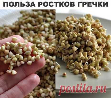 проростки гречихи