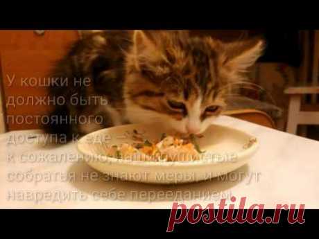 НАТУРАЛЬНОЕ ПИТАНИЕ | ГОТОВЛЮ КОТЁНКУ блюдо из сырого МЯСА