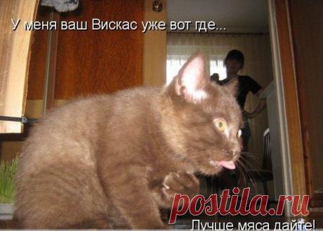 Новый выпуск с котиками - 29 января - страница 4