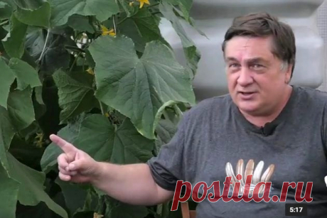 Как угодить огурцу? 

Одни овощные культуры растут и дают неплохой урожай даже при минимальном уходе, а другие упрямо отказываются плодоносить при любом нарушении агротехники. Одной из таких капризных культур является ог…