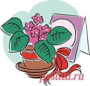 Фиалки — Талгар - городской портал