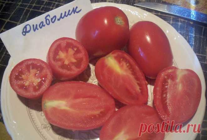Томат Диаболик: описание, фото, отзывы, характеристика | tomatland.ru