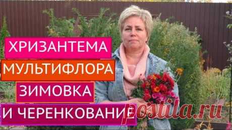 ХРИЗАНТЕМА МУЛЬТИФЛОРА: ОТПРАВЛЯЕМ НА ЗИМОВКУ И ЧЕРЕНКУЕМ! СЮРПРИЗ В РОЛИКЕ!!