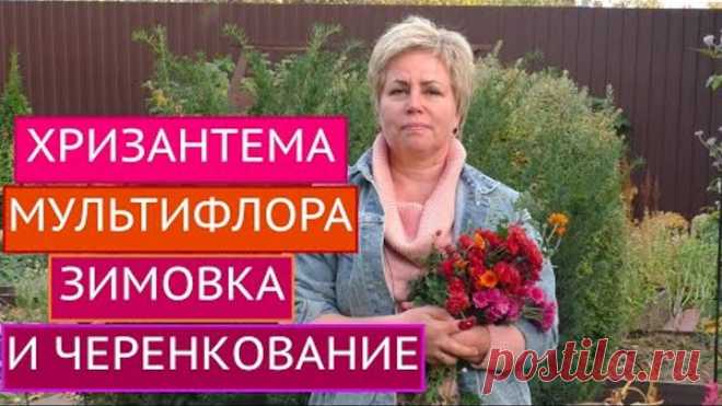 ХРИЗАНТЕМА МУЛЬТИФЛОРА: ОТПРАВЛЯЕМ НА ЗИМОВКУ И ЧЕРЕНКУЕМ! СЮРПРИЗ В РОЛИКЕ!!