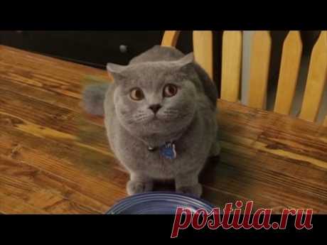 Кота «застукали» на кухне