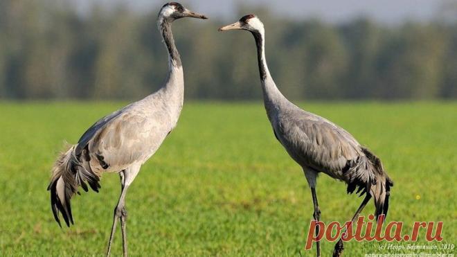 Журавли