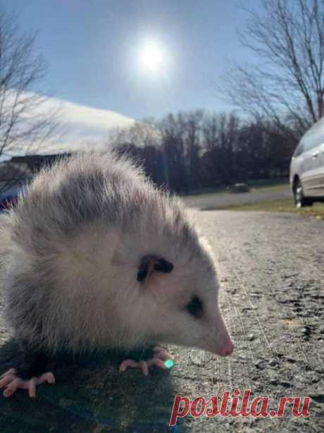 Фотоколлекция опоссумов для хорошего настроения