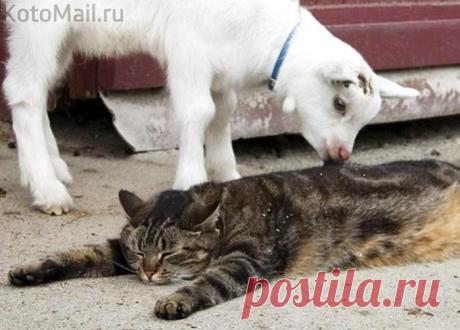 Какой же котик не любит массаж?