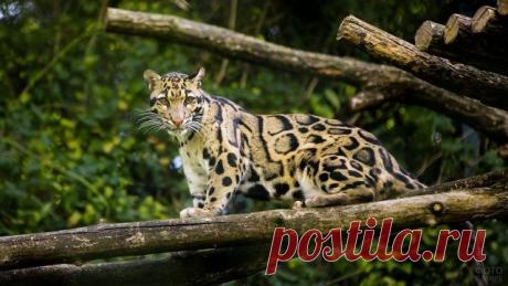 Фото леопарда