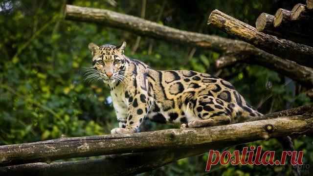 Фото леопарда