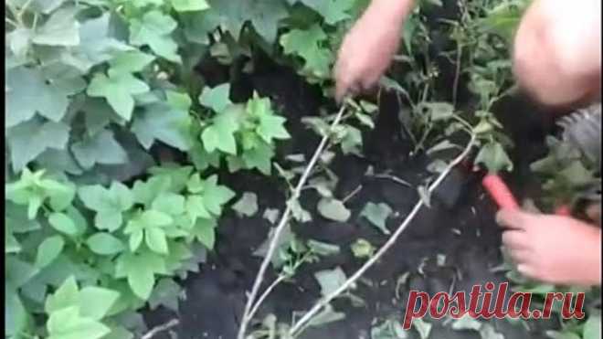 СМОРОДИНА. Как размножать смородину черенкованием.