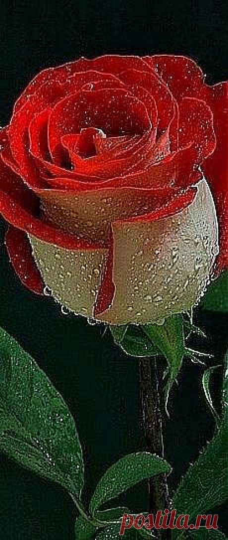 இڿڰۣ-*