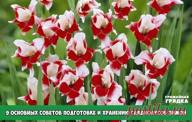 9 ОСНОВНЫХ СОВЕТОВ ПОДГОТОВКЕ И ХРАНЕНИЮ ГЛАДИОЛУСОВ ЗИМОЙ.

1. Сроки выкопки гладиолусов
Гладиолусам нужно 40-45 дней после цветения, чтобы клубнелуковица набралась сил для будущего года! Это означает, что после срезки соцветий гладиолусы ещё примерно такой вот срок должны оставаться на грядке и накапливать питательные вещества именно для клубнелуковиц. Передерживать гладиолусы в земле не стоит, поскольку может начаться загнивание и грибковые болезни. Клубни луковиц, кото...