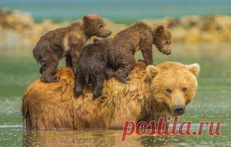 Новые фотографии медвежата.