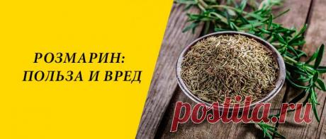 Розмарин: польза и вред для организма человека Розмарин: история и особенности растения, состав, применение в народной медицине и косметологии, польза и вред для организма человека.