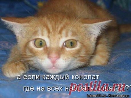 Рыжый, рыжый, конопатый...